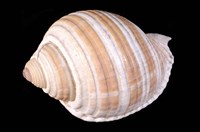 藏品(褐帶鶉螺)的圖片